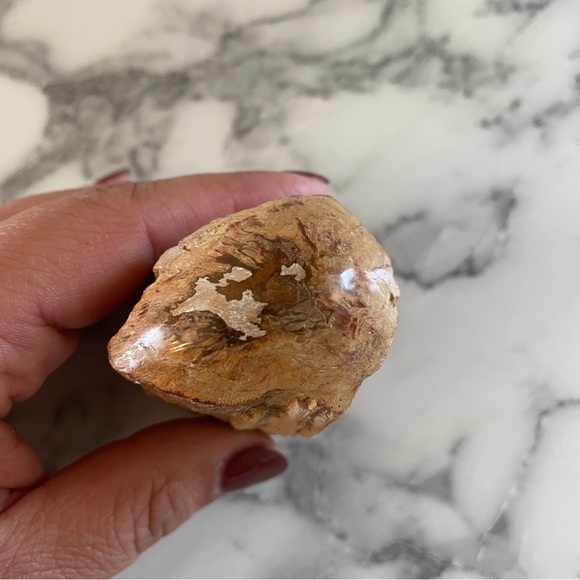 Petrified Wood - Picture 4 of 7